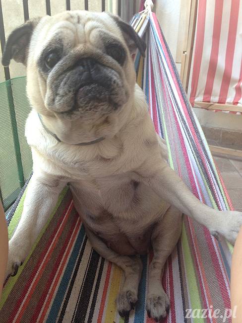 upalne lato z mopsami mopsikami, mopsy Kumok i Miszur