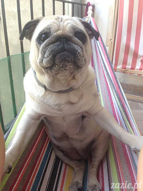 upalne lato z mopsami mopsikami, mopsy Kumok i Miszur