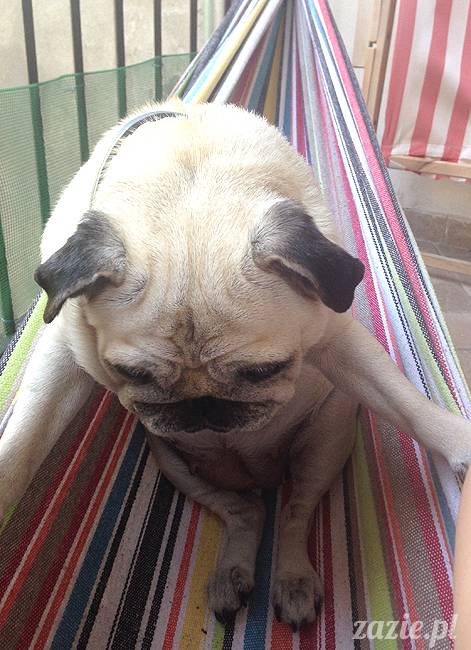 upalne lato z mopsami mopsikami, mopsy Kumok i Miszur