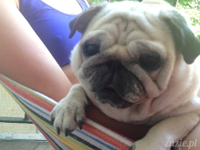 upalne lato z mopsami mopsikami, mopsy Kumok i Miszur