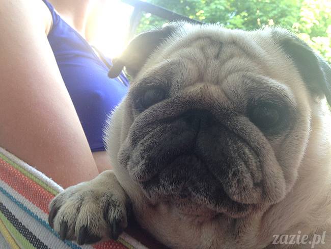 upalne lato z mopsami mopsikami, mopsy Kumok i Miszur