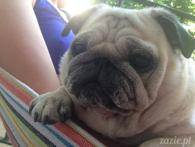 upalne lato z mopsami mopsikami, mopsy Kumok i Miszur