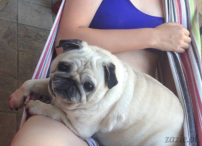 upalne lato z mopsami mopsikami, mopsy Kumok i Miszur