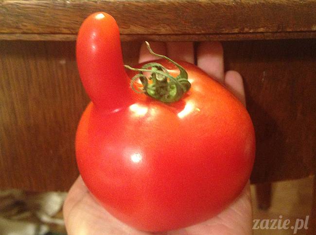 wrzesien zazie i syd oraz mopsiki kumok i miszur