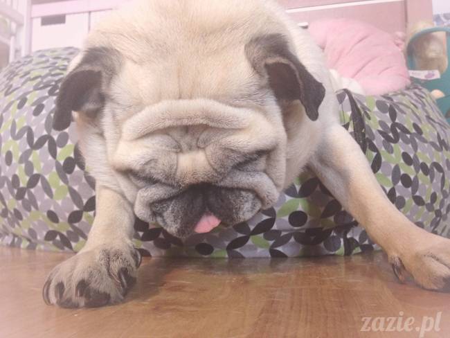 wrzesien zazie i syd oraz mopsiki kumok i miszur