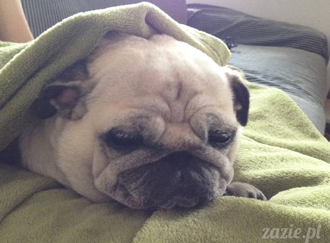 wrzesien zazie i syd oraz mopsiki kumok i miszur