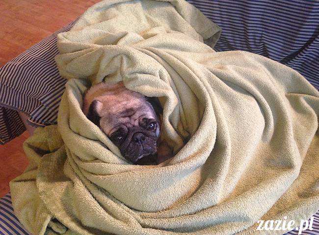 wrzesien zazie i syd oraz mopsiki kumok i miszur