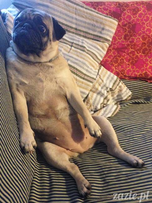 wrzesien zazie i syd oraz mopsiki kumok i miszur