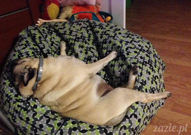 wrzesien zazie i syd oraz mopsiki kumok i miszur