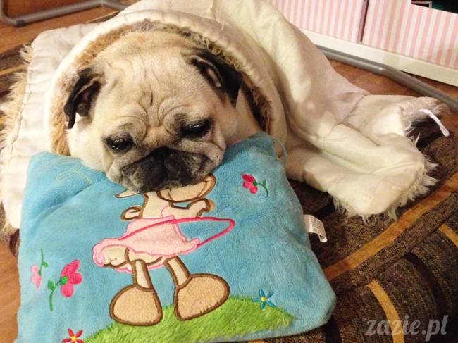 wrzesien zazie i syd oraz mopsiki kumok i miszur