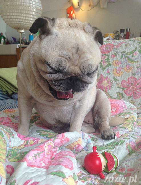 wrzesien zazie i syd oraz mopsiki kumok i miszur