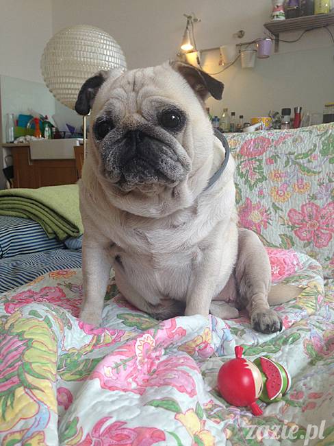 wrzesien zazie i syd oraz mopsiki kumok i miszur