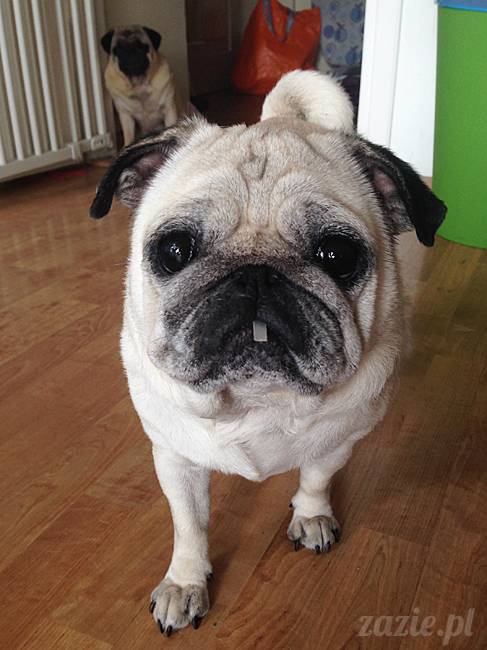 wrzesien zazie i syd oraz mopsiki kumok i miszur