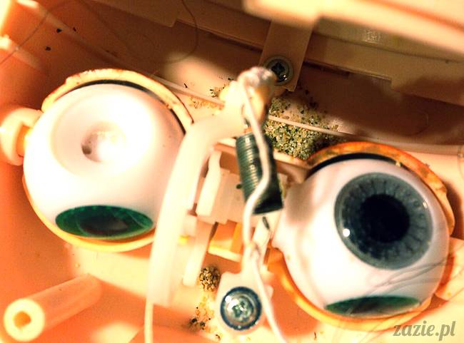 Rarka Orka aka mały Kasztan, Blythe Simply Chocolate, Zazie Custom Blythe Dolls