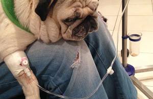 Czy święty spokój jest cenniejszy niż zdrowie Twojego psa?