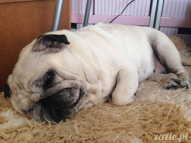 kumok_miszur_mopsy_mopsiki_01