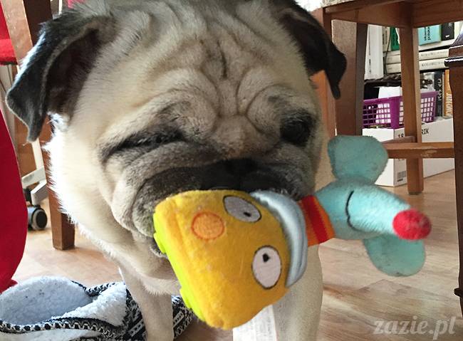 kumok_miszur_mopsy_mopsiki_02