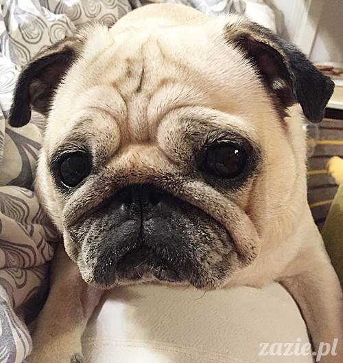 kumok_miszur_mopsy_mopsiki_04