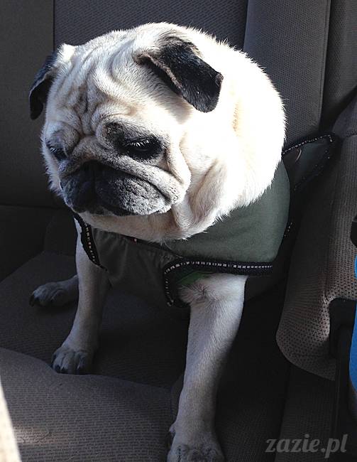 kumok_miszur_mopsy_mopsiki_05