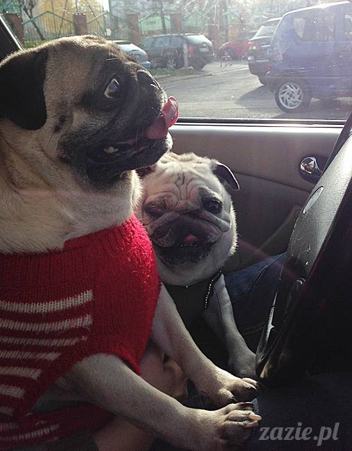 kumok_miszur_mopsy_mopsiki_06