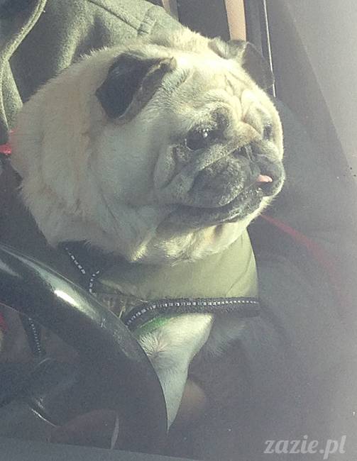 kumok_miszur_mopsy_mopsiki_07