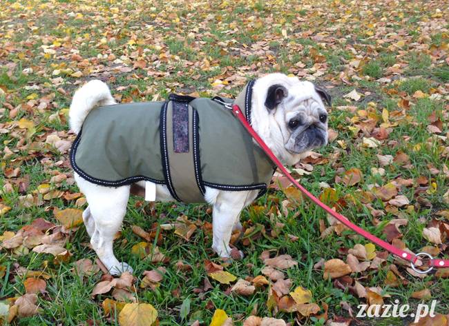 kumok_miszur_mopsy_mopsiki_09