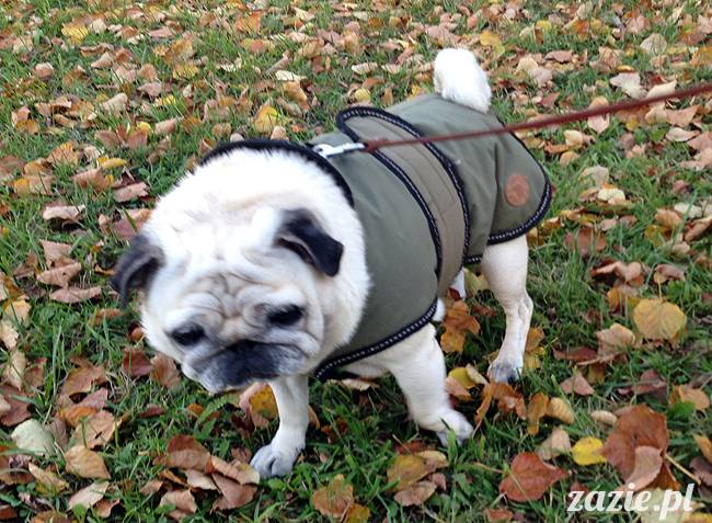 kumok_miszur_mopsy_mopsiki_10