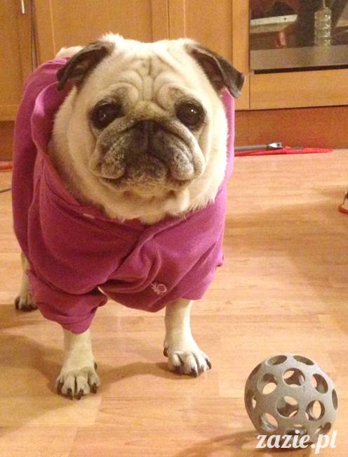 kumok_miszur_mopsy_mopsiki_11