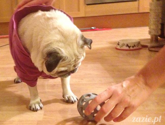 kumok_miszur_mopsy_mopsiki_12