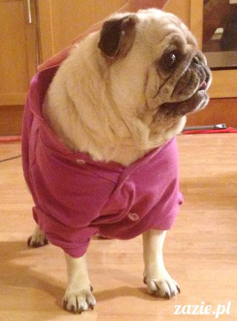 kumok_miszur_mopsy_mopsiki_14