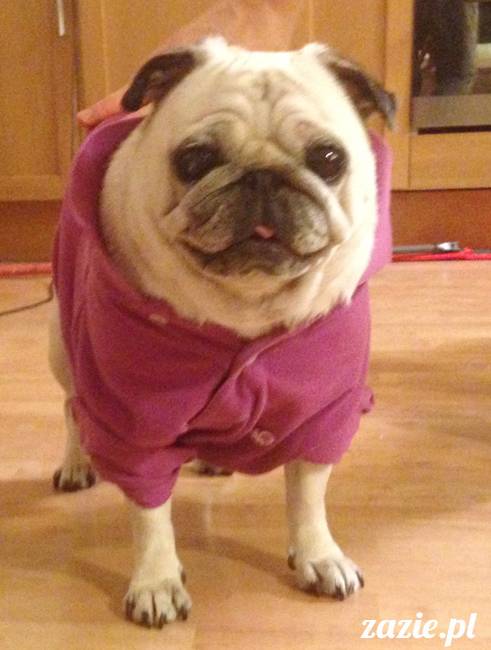 kumok_miszur_mopsy_mopsiki_15