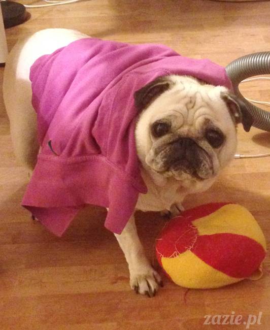 kumok_miszur_mopsy_mopsiki_16