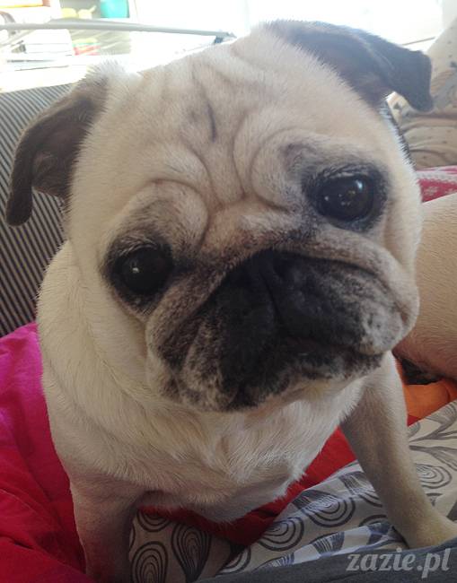 kumok_miszur_mopsy_mopsiki_17