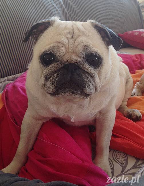 kumok_miszur_mopsy_mopsiki_18