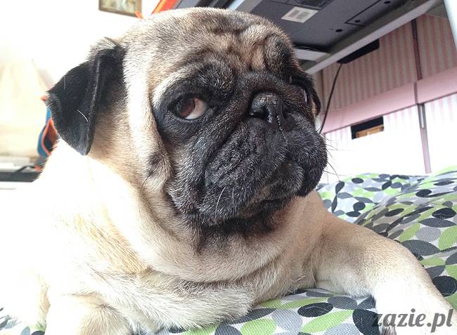 kumok_miszur_mopsy_mopsiki_19