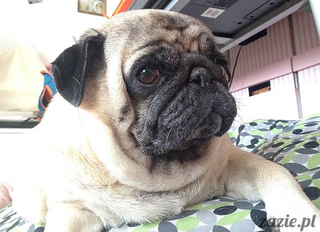 kumok_miszur_mopsy_mopsiki_20