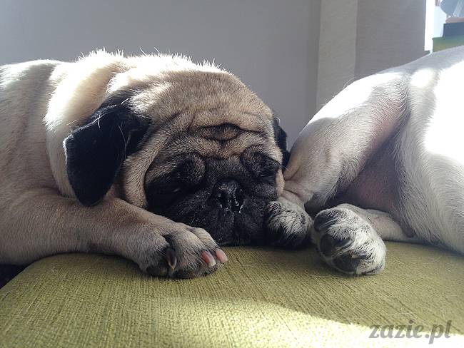 kumok_miszur_mopsy_mopsiki_21