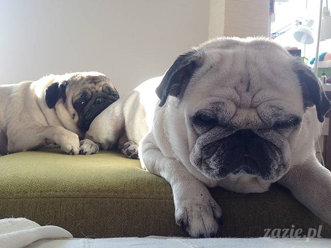 kumok_miszur_mopsy_mopsiki_22