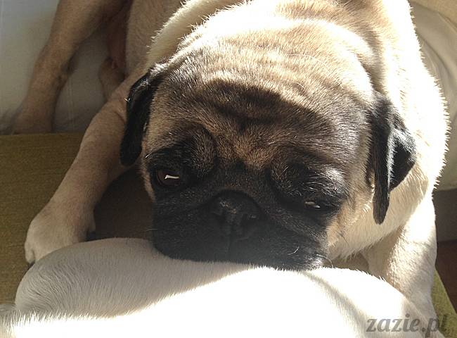 kumok_miszur_mopsy_mopsiki_23