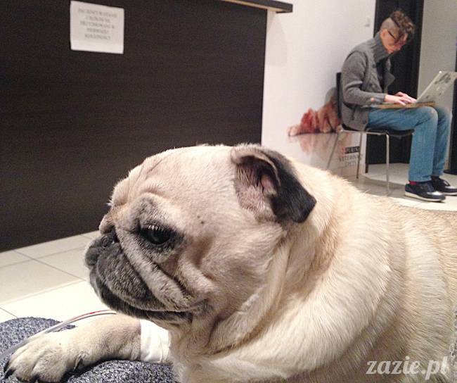 kumok_miszur_mopsy_mopsiki_25