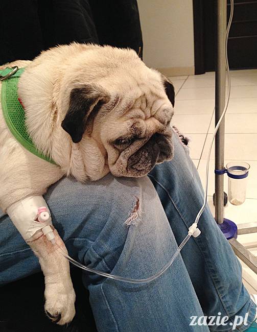 kumok_miszur_mopsy_mopsiki_26