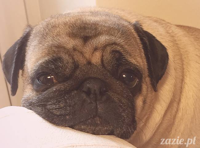 kumok_miszur_mopsy_mopsiki_28