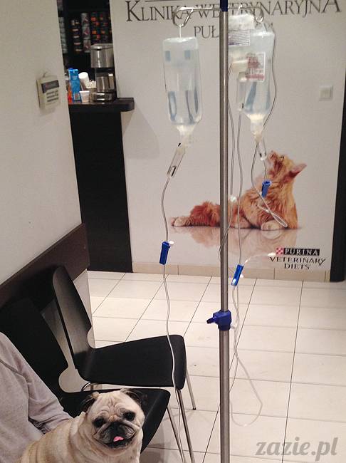 kumok_miszur_mopsy_mopsiki_30