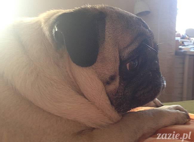 kumok_miszur_mopsy_mopsiki_31