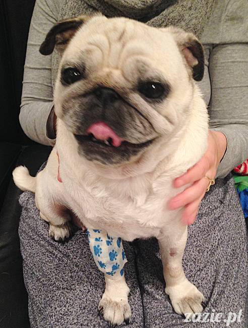 kumok_miszur_mopsy_mopsiki_32