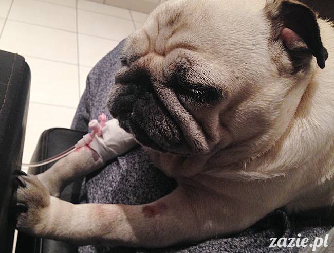 kumok_miszur_mopsy_mopsiki_33