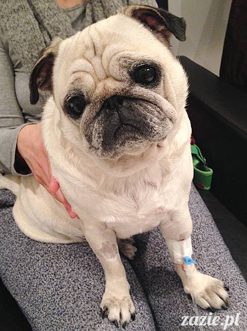 kumok_miszur_mopsy_mopsiki_35