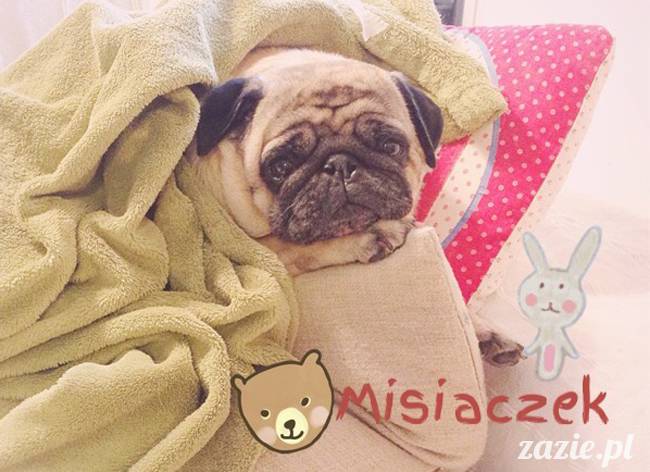 kumok_miszur_mopsy_mopsiki_38