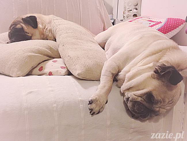 kumok_miszur_mopsy_mopsiki_40