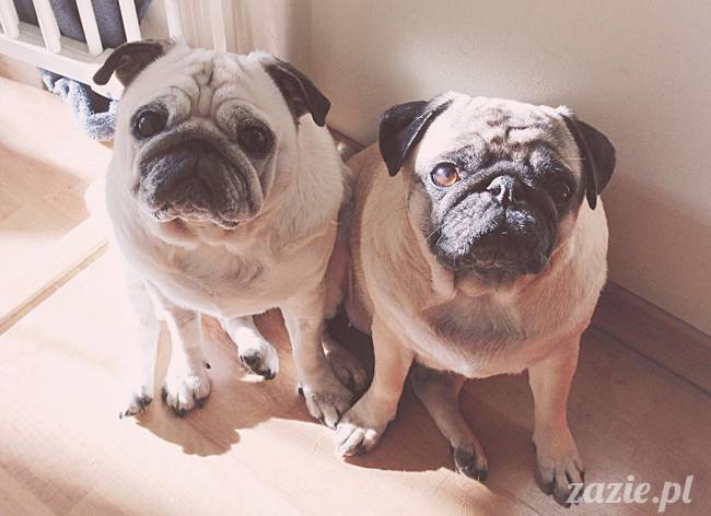 kumok_miszur_mopsy_mopsiki_41